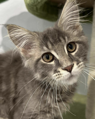 Screenshot 2025-03-24 at 5.05.46 AM